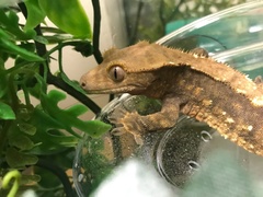 Correlophus