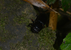 Odontotaenius