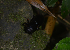 Odontotaenius