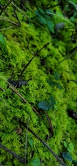 Thuidiopsis