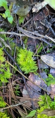 Thuidiopsis