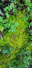 Thuidiopsis