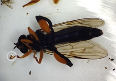 Chalcosyrphus curvaria