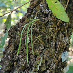 Microepidendrum subulatifolium