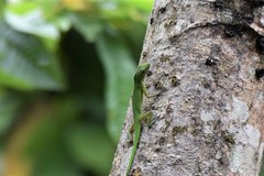 Anolis chloris