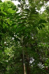Socratea exorrhiza
