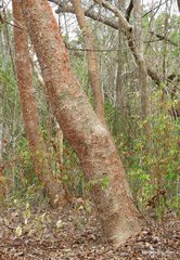 Bursera simaruba image