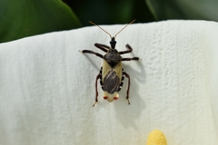 Apiomerus ochropterus