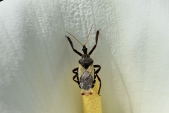 Apiomerus ochropterus