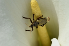 Apiomerus ochropterus