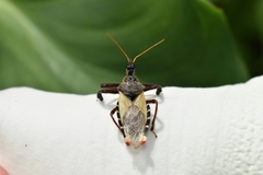 Apiomerus ochropterus