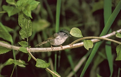 Alcippe peracensis peracensis