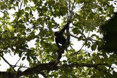 Ateles fusciceps fusciceps