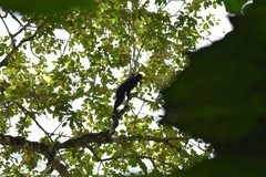 Ateles fusciceps fusciceps