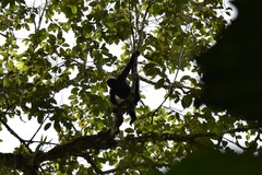 Ateles fusciceps fusciceps