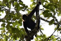 Ateles fusciceps fusciceps