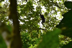 Ateles fusciceps fusciceps