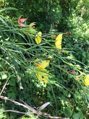 Ludwigia longifolia
