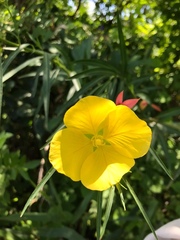Ludwigia longifolia