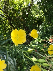 Ludwigia longifolia