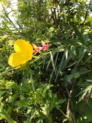 Ludwigia longifolia