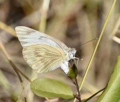 Ascia monuste eubotea