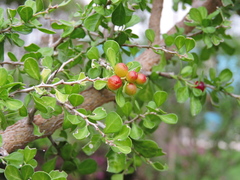 Condalia hookeri