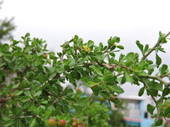 Condalia hookeri
