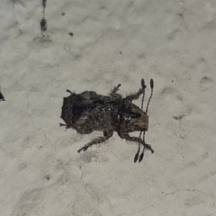 Toxonotus cornutus