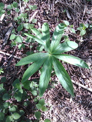 Helleborus odorus