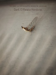 Thraulodes