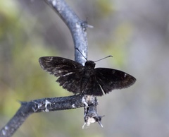 Burca concolor