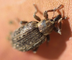Brachypera zoilus