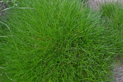 Festuca gautieri