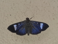 Erilusa leucoplagalis