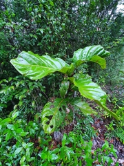 Coccoloba belizensis