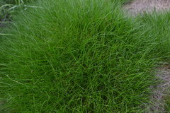Festuca gautieri