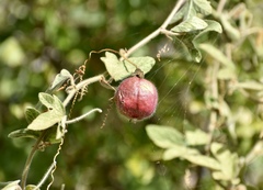 Passiflora santiagana
