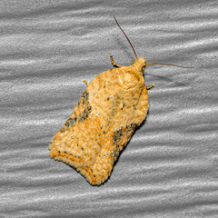 Acleris semiannula