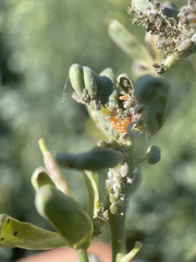 Aphidoletes aphidimyza
