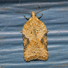 Acleris semiannula