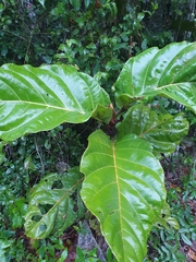 Coccoloba belizensis