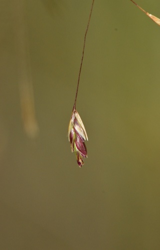 Eragrostis trichodes iNat (2)