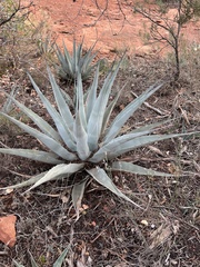 Agave chrysantha