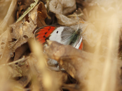 Colotis danae eupompe