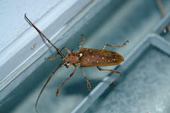 Batocera rufomaculata