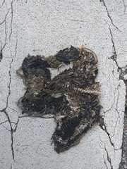 Coluber constrictor