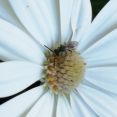 Platygastridae