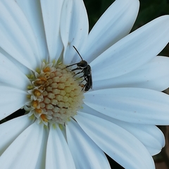 Platygastridae