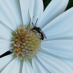 Platygastridae